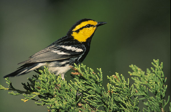 Golden Cheel Warbler