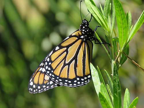 Monarch Butterfly