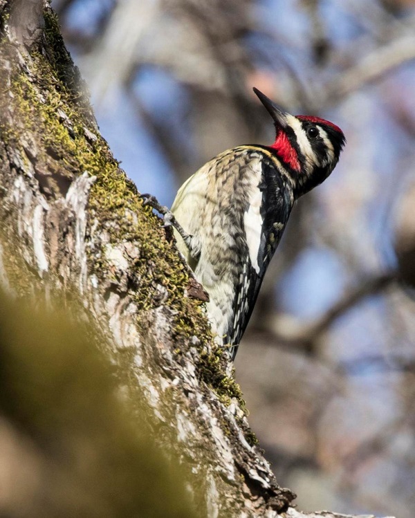 A Yellow-bellied Sapsucker sits in a tree during Fort Hood’s 4th annual Christmas Bird Count, Dec. 19.