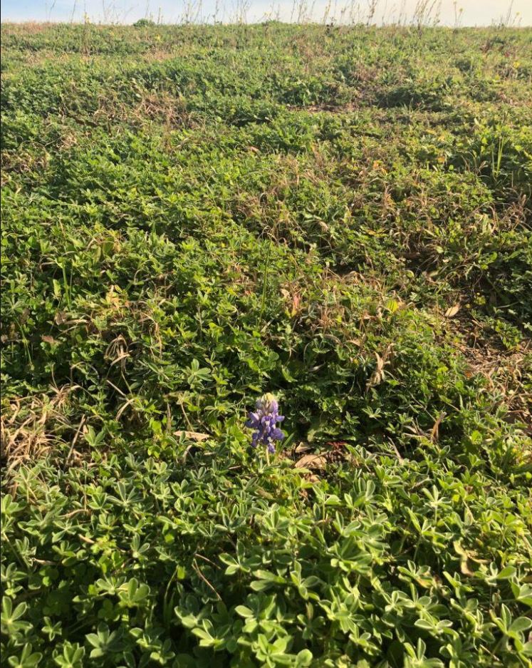 a single bluebonnet in the grass