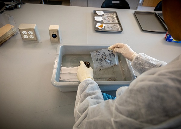 >Undergraduate student David Assing placing  an artifact in a cleaning tub