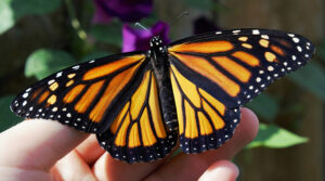 Butterfly resting on a hand