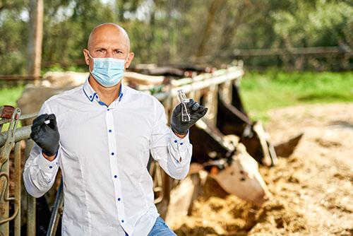 Veterinarian at farm cattle takes analyzes.